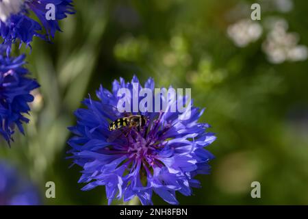 mosca di hovera che riposa sul fiore blu luminoso del cornflower anche conosciuto come tasto del bachelor con uno sfondo verde sfocato Foto Stock