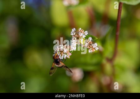 pellucidi volare su fiori bianchi rosa di grano saraceno fagopyrum esculentum pianta con un fondo verde sfocato Foto Stock