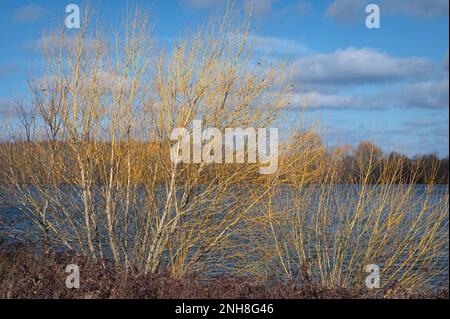 Acqua di Alton (serbatoio di Alton) in una giornata di sole nel mese di febbraio. Colori caldi di alberi, cielo blu. Foto Stock