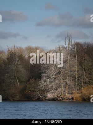 Acqua di Alton (serbatoio di Alton) in una giornata di sole nel mese di febbraio. Colori caldi di alberi, cielo blu. Foto Stock