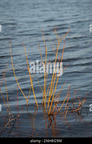 Acqua di Alton (serbatoio di Alton) in una giornata di sole nel mese di febbraio. Colori caldi di alberi, cielo blu. Foto Stock