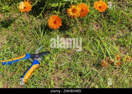 cesoie da giardino giacciono sull'erba vicino ai fiori. cura per i fiori in giardino. impianti di taglio Foto Stock