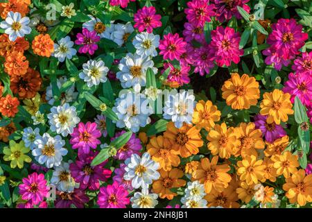 Mix fiori zinnia elegans in giardino. Colore sfondo natura. Foto Stock
