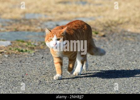 Gatto rosso tabby a piedi nel parco. Foto Stock
