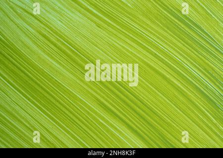 Acquerello verde, verde oliva con motivo a righe. Spazio di copia per testo, disegno o prodotto. Tratti di pennello acquerello su tela. Wate verde Foto Stock