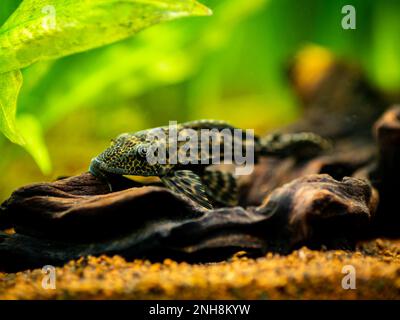 Pesce gatto o pleco comune (Hypostomus plecostomus) isolato in un serbatoio di pesce con sfondo sfocato Foto Stock