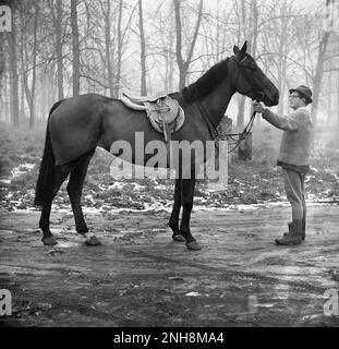 1965, storico, invernale e all'aperto su un sentiero, un adulto che tiene le redini di un cavallo dall'aspetto raffinato, che si trova in sella per un giro invernale mattutino, Inghilterra, Regno Unito. Il manager delle scuderie o forse l'allenatore n sta indossando una maglietta e cravatta, un maglione, un cappello e delle bretelle o delle jodhpurs. Foto Stock