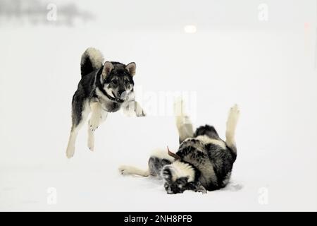 I cani a giocare nella neve Foto Stock