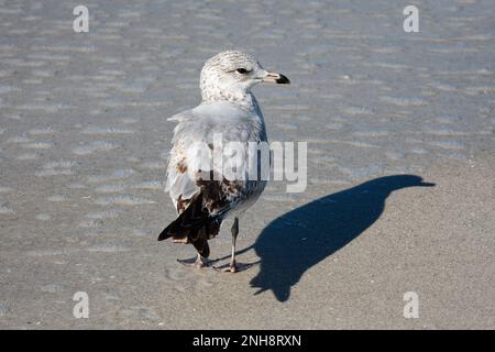 Stopper, specie non riproduttrici, immature, minacciate, Charadruis melodus, shorebird, fauna selvatica, animale, natura, spiaggia di sabbia bagnata, Ombra, Napoli, F Foto Stock