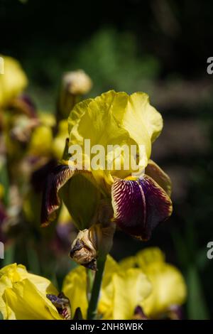 Fiori estivi di alto viola e giallo bearded Iris germanica nel giardino del Regno Unito giugno Foto Stock