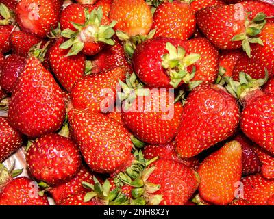 gruppo di fragole - frutta fresca Foto Stock