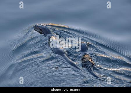 Otter (Lutra lutra) lontra femminile con giovani fotografati da un ponte sul fiume al tramonto, Roxburghshire, Scottish Borders, Scozia, aprile 2017 Foto Stock