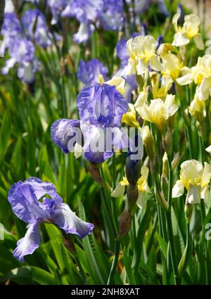 Fiori estivi di alto blu e giallo bearded Iris germanica nel giardino del Regno Unito giugno Foto Stock