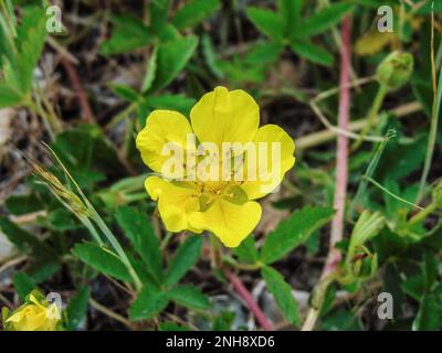 Fiore di Cinquefoil strisciante (Potentilla reptans) in Romania Foto Stock