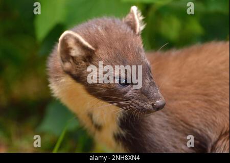 Pine Marten (Martes martes) Pine Marten primo piano dell'animale in cappotto estivo in piantagione di conifere la sera di prima estate, Invernes-shire, Scozia Foto Stock