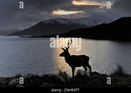 Cervo rosso (Cervus elaphus) silhouette di fago contro il lago, Glengarry, Inverness-shire, Scozia, marzo 2016 Foto Stock