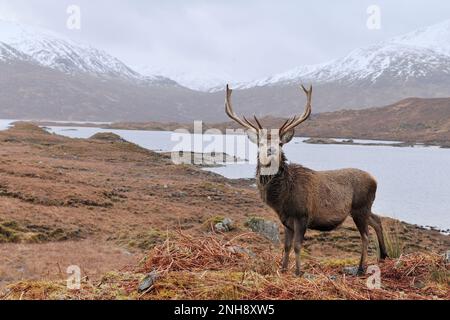 Cervo rosso (Cervus elaphus) solista nel paesaggio delle Highland nel tardo inverno, Glen Garry, Inverness-shire, Scozia, marzo 2016 Foto Stock