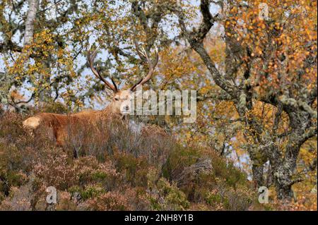 Cervo rosso (Cervus elaphus) in legno di betulla nativo in autunno, Glen Affric National Nature Reserve, Inverness-shire, Scozia, ottobre 2009 Foto Stock