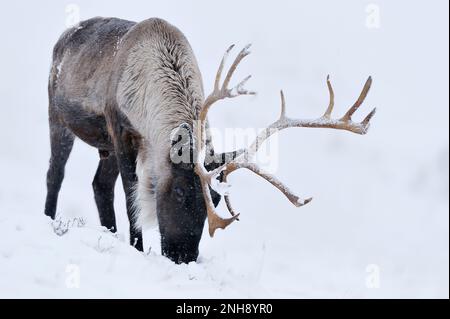 Renne (rangifer tarandus) reintrodotto mandria sulle montagne Cairngorm, Cairngorm National Park, Speyside, Scozia, dicembre 2008 Foto Stock