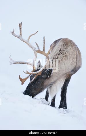 Renne (rangifer tarandus) reintrodotto mandria sulle montagne Cairngorm, Cairngorm National Park, Speyside, Scozia, dicembre 2008 Foto Stock