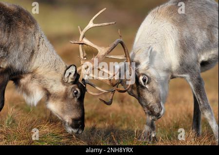 Renne (tarandus di Rangifer) la schernita adolescente delle renne che combatte con le corna bloccate, la mandria di renne di Cairngorm, il Parco Nazionale di Cairngorm, Scozia Foto Stock