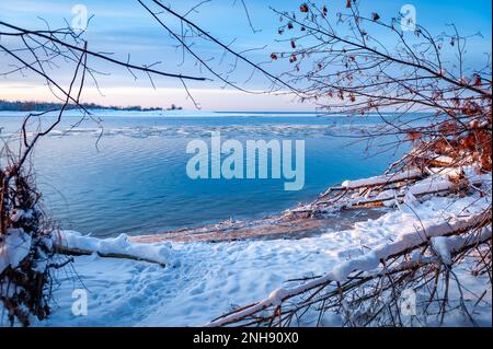 Tronchi d'albero sulla riva del fiume dopo la tempesta. Alberi di Driftwood e sradicati sulla costa di Lielupe nel Mar Baltico. Alberi caduti coperti di ghiaccioli durante freez Foto Stock