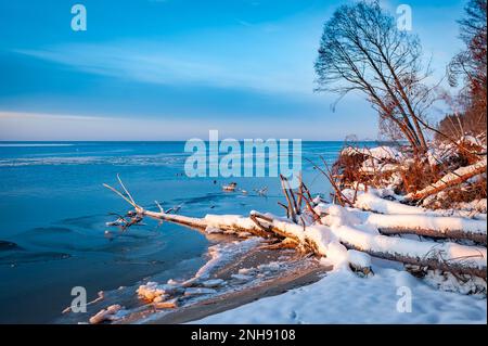 Tronchi d'albero sulla riva del fiume dopo la tempesta. Alberi di Driftwood e sradicati sulla costa di Lielupe nel Mar Baltico. Alberi caduti coperti di ghiaccioli durante freez Foto Stock