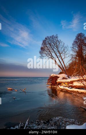 Tronchi d'albero sulla riva del fiume dopo la tempesta. Alberi di Driftwood e sradicati sulla costa di Lielupe nel Mar Baltico. Alberi caduti coperti di ghiaccioli durante freez Foto Stock