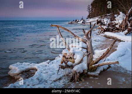 Rami innevati di un albero che si stacca dal fiume in inverno. Driftwood e radici sulla costa di Lielupe sul Mar Baltico. Alberi caduti coperti di ic Foto Stock