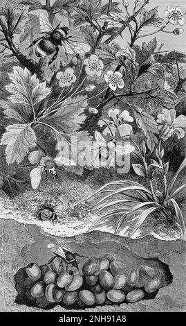 Un grande bumblebee di Apathus vestalis (in alto), un'ape carder (Bombus muscorum) al di sopra del suo nido, un bumblebee dalla coda bianca (Bombus lucorum) in primo piano sul suo nido, e un'ape a corna lunga (Eucera longicornis) che vola al centro. Illustrazione dagli insetti nel paese; essendo un racconto popolare degli insetti, della loro struttura, delle abitudini e delle trasformazioni (1872) da John George Wood. Foto Stock