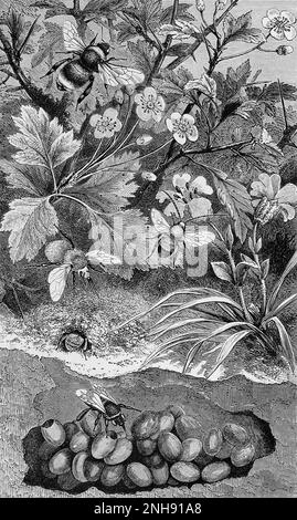 Un grande bumblebee di Apathus vestalis (in alto), un'ape carder (Bombus muscorum) al di sopra del suo nido, un bumblebee dalla coda bianca (Bombus lucorum) in primo piano sul suo nido, e un'ape a corna lunga (Eucera longicornis) che vola al centro. Illustrazione dagli insetti nel paese; essendo un racconto popolare degli insetti, della loro struttura, delle abitudini e delle trasformazioni (1872) da John George Wood. Foto Stock