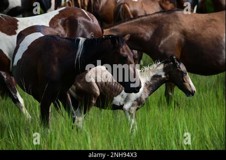 I pony pascolano alle 2022:00 Pony Swim sull'isola di Chincoteague, 27 luglio 2022. L'annuale Pony Swim è una tradizione che celebra l'attraversamento dei pony selvatici di Chincoteague attraverso il canale di Assateague per l'asta. Foto Stock