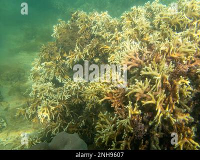 Coral Off Beach a Natiora, Nosy NATO, Madagascar Foto Stock