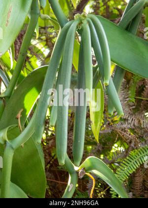 Planifolia di vaniglia, pod di vaniglia a Natiora, Nosy NATO Foto Stock