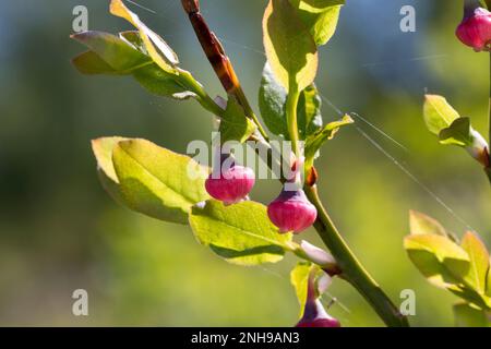 Blaubeere, Blau-Beere, Heidelbeere, Heidel-Beere, Blüten, blühend, Vaccinium myrtillus, mirtillo europeo, mirtillo, Whinberry, Whortleber Foto Stock