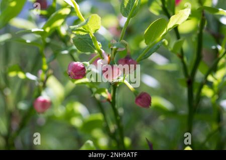 Blaubeere, Blau-Beere, Heidelbeere, Heidel-Beere, Blüten, blühend, Vaccinium myrtillus, mirtillo europeo, mirtillo, Whinberry, Whortleber Foto Stock