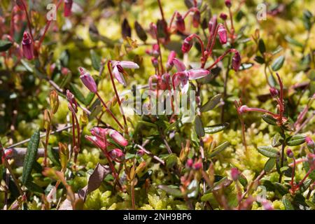 Moosbeere, Gewöhnliche Moosbeere, Moos-Beere, Blüten, blühend, Ossicococchi di Vaccinio, Oxycoccus palustris, mirtillo rosso, mirtillo rosso, mirtillo rosso Foto Stock