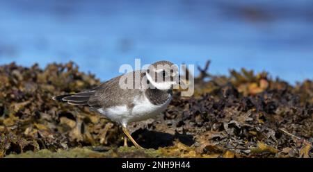 Giovane plover ad anello, in piedi sulle alghe Foto Stock