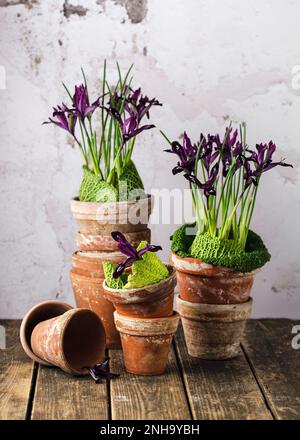 Vita morta con fiori di iride viola decorati con verdi foglie di cavolo savoia in vecchie pentole di terracotta d'epoca. Bella primavera floristica disposizione Foto Stock