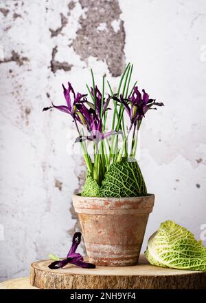 Sistemazione floristica vintage con fiori di iride viola e foglie verdi di cavolo savoia in vecchio vaso di terracotta. Decorazioni fatte in casa. Stile rustico. Foto Stock