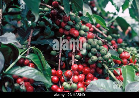 Kenya. Agricoltura. Primo piano di maturazione delle bacche di caffè in crescita. Foto Stock