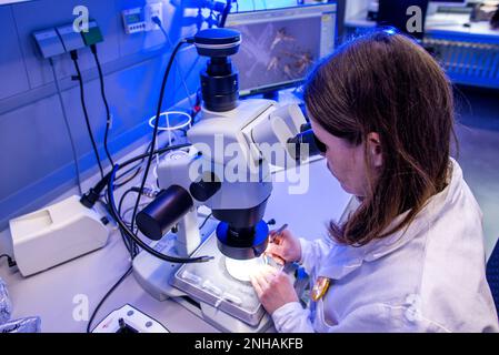 Riems, Germania. 31st Jan, 2023. Mandy Schäfer esamina al microscopio varie specie di zanzare nel laboratorio per il monitoraggio delle zanzare del Friedrich Loefller Institute (FLI) sull'isola di Riems. Nel settore della ricerca vengono identificati ed esaminati insetti provenienti da tutta la Germania. Delle 53 specie di zanzare conosciute in Germania, finora si sa molto poco sulla trasmissione di agenti patogeni, ha detto. Credit: Jens Büttner/dpa/Alamy Live News Foto Stock