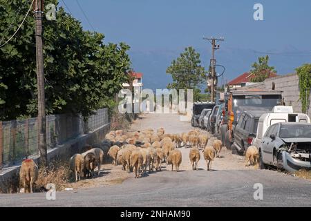 Gregge di pecore e auto relitti / auto-wracks abbandonato lungo la strada sterrata nel villaggio rurale nel nord dell'Albania Foto Stock