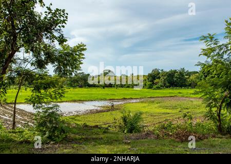 Campi di riso su Nosy Be, Madagascar Foto Stock