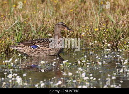 Mallard (Anas platyrhynchos) femmina adulta a Waters Edge Ria Formosa NP, Algarve, Portogallo Aprile Foto Stock