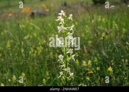 Minor Butterfly Orchid, (Platanthera bifolia) della Foresta Nera vicino al città di Todtmoos, Baden-Wuerttemberg, Germania, Europa Foto Stock