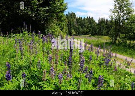 Lupino Bluebonnet (Lupinus polyphyllus), Foresta Nera vicino a Todtmoos town, Baden-Wuerttemberg, Germania, Europa Foto Stock