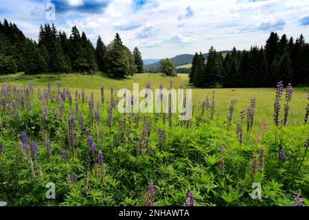 Lupino Bluebonnet (Lupinus polyphyllus), Foresta Nera vicino a Todtmoos town, Baden-Wuerttemberg, Germania, Europa Foto Stock