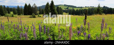 Lupino Bluebonnet (Lupinus polyphyllus), Foresta Nera vicino a Todtmoos town, Baden-Wuerttemberg, Germania, Europa Foto Stock