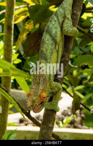 Parson's Chameleon, Calumma parsonii in Lemuria Sanctuary, Nosy Be Foto Stock